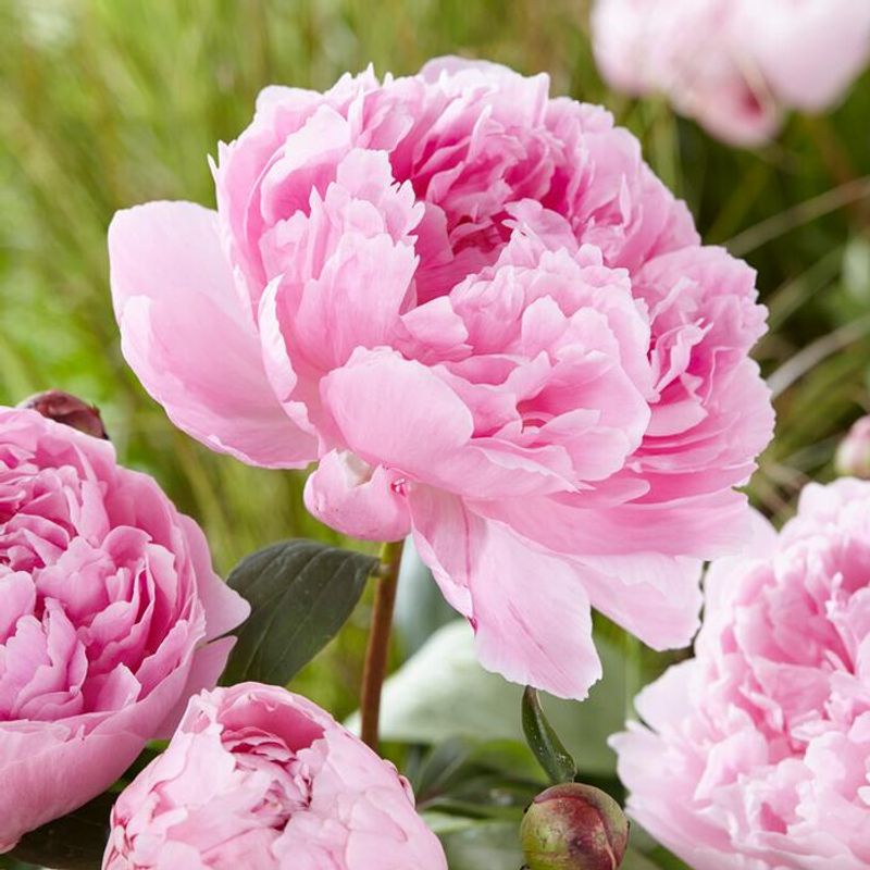 Peony