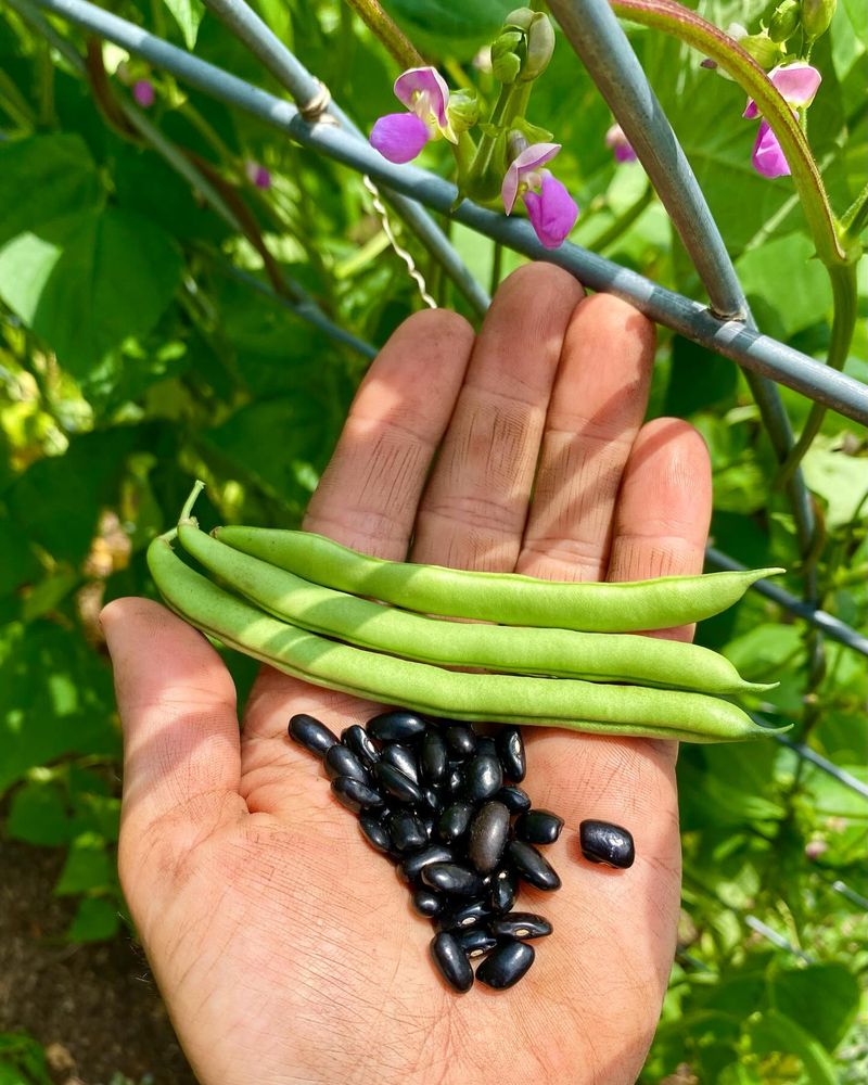 Cherokee Trail of Tears Bean