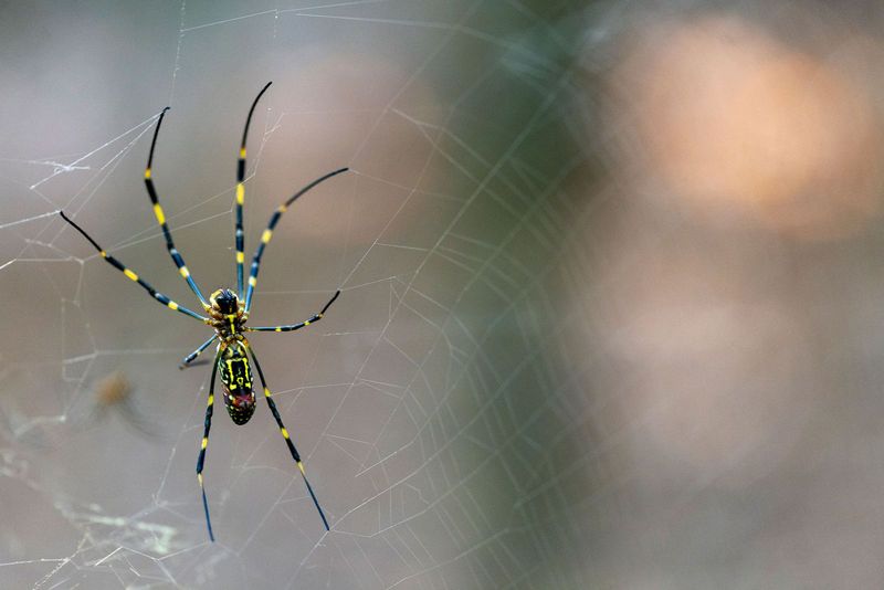 Why Jorō webs become conspicuous in fall