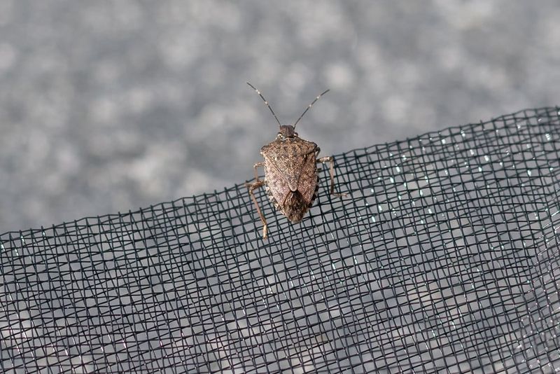 How to remove the bugs already indoors