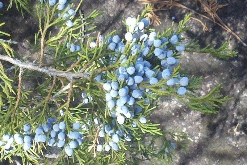 Eastern Red Cedar
