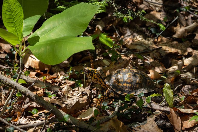 Turtles may use more than one kind of shelter
