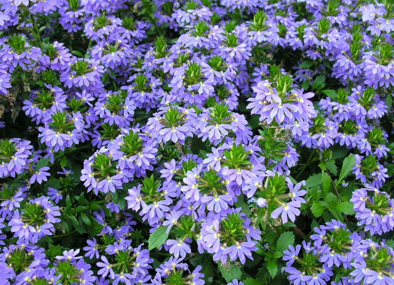 Scaevola (Fanflower)