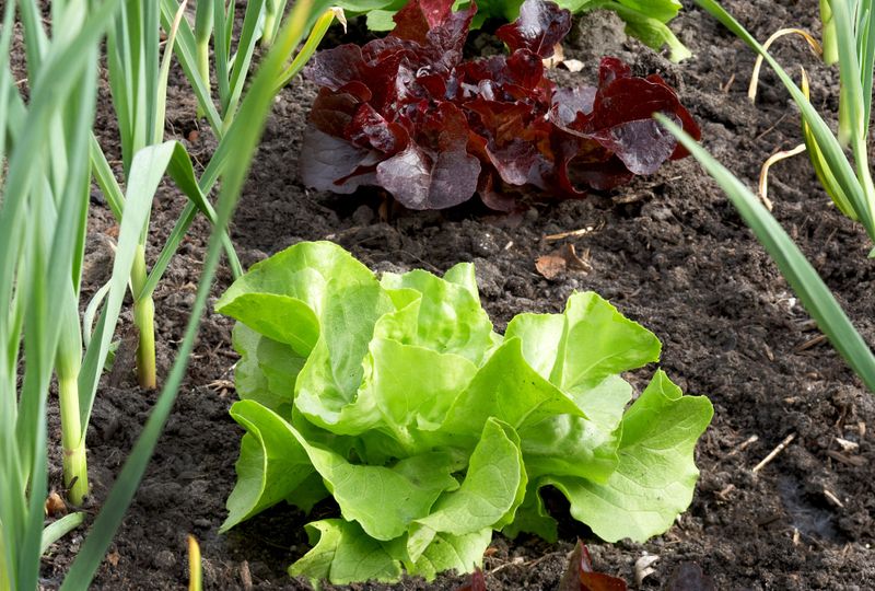 Lettuce