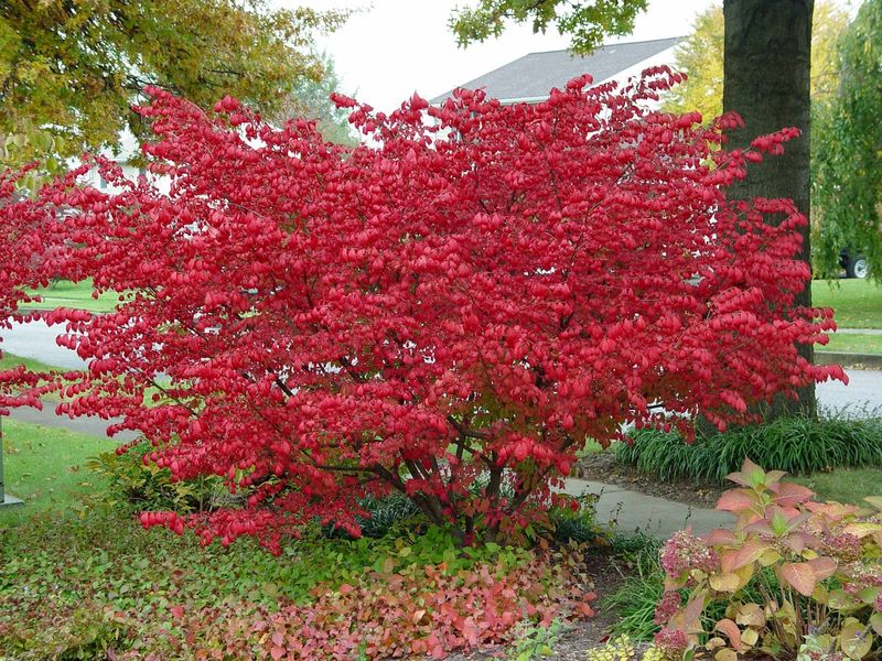 Burning Bush