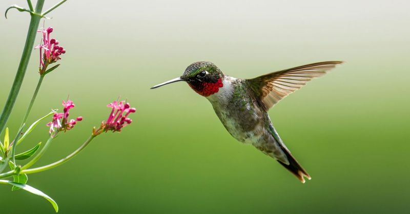 Let the hummingbird be an invitation, not a verdict