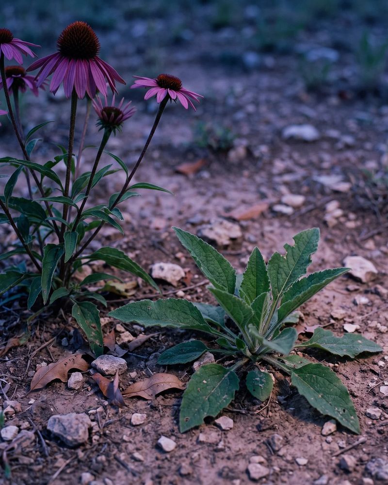 Try fall sowing outdoors