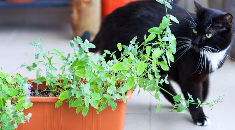 Catnip