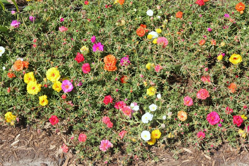 Portulaca (Moss Rose)