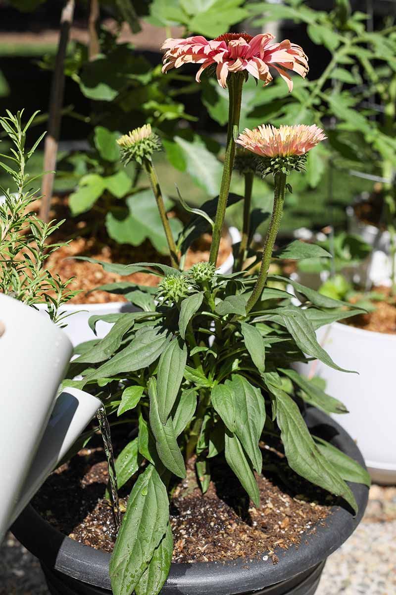 Give Extra Moisture to New Plants