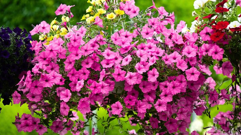 Check the cultivar before making deadheading routine