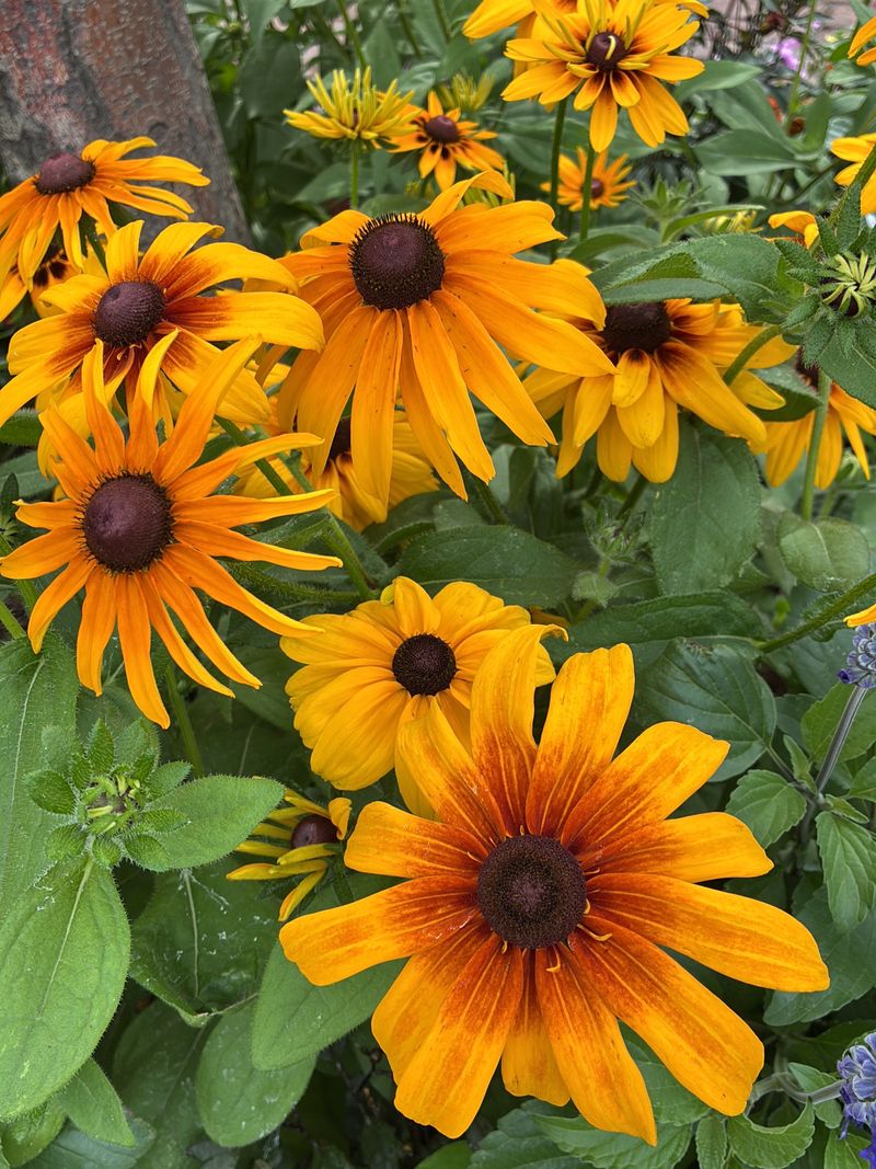 Rudbeckia (Black-Eyed Susan)
