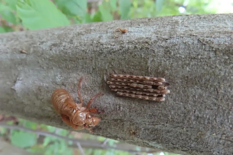 Telling Egg Masses Apart From Look-Alikes