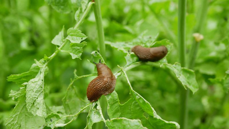 Slug and Snail Damage