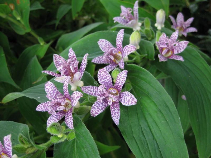 Toad Lily