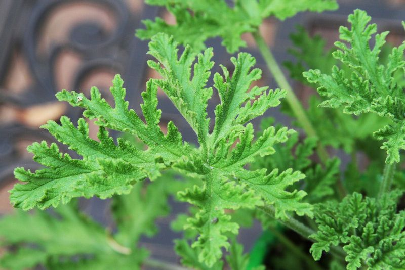 Citronella can mean an oil or a different plant