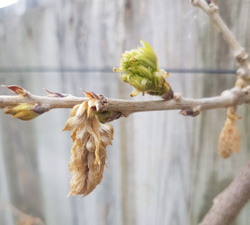 Ignoring Late Spring Frost