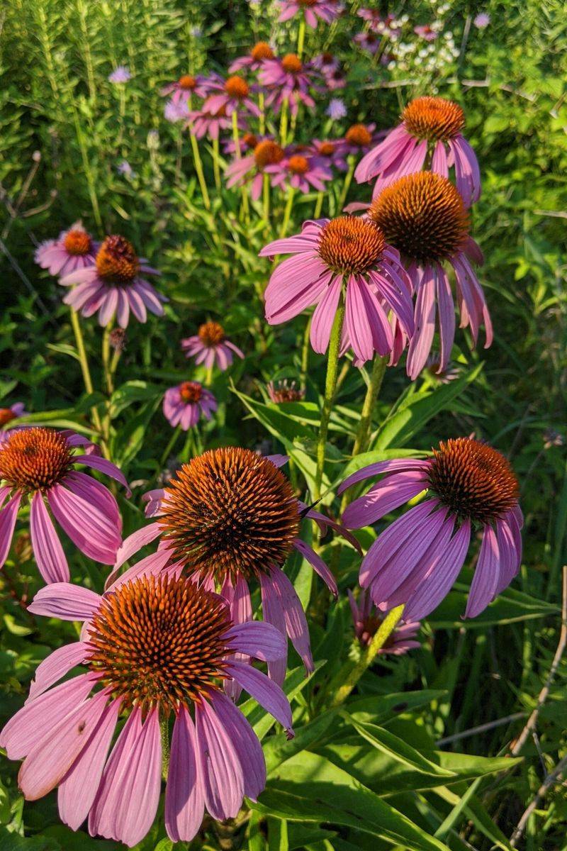 Eastern Purple Coneflower (Echinacea purpurea)