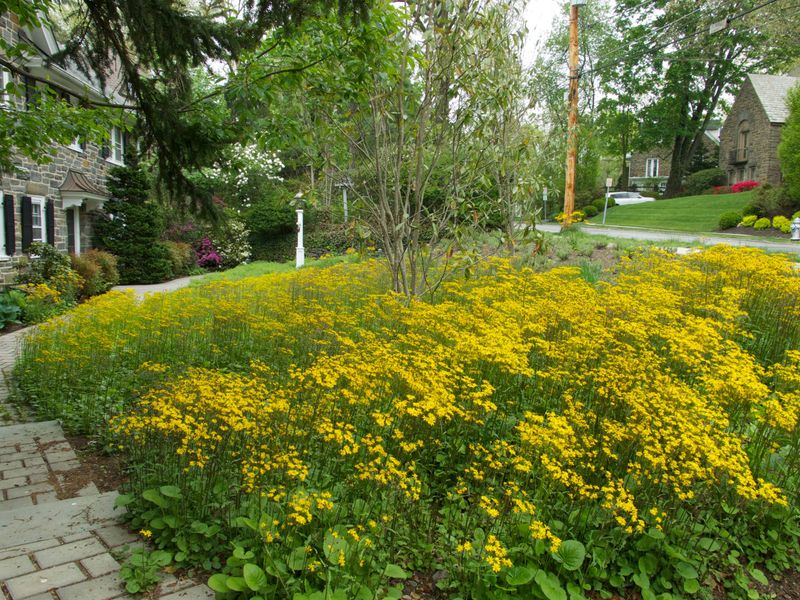 Golden Ragwort