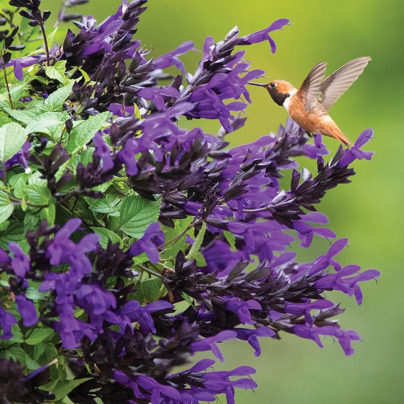 Salvia (Purple Sage)