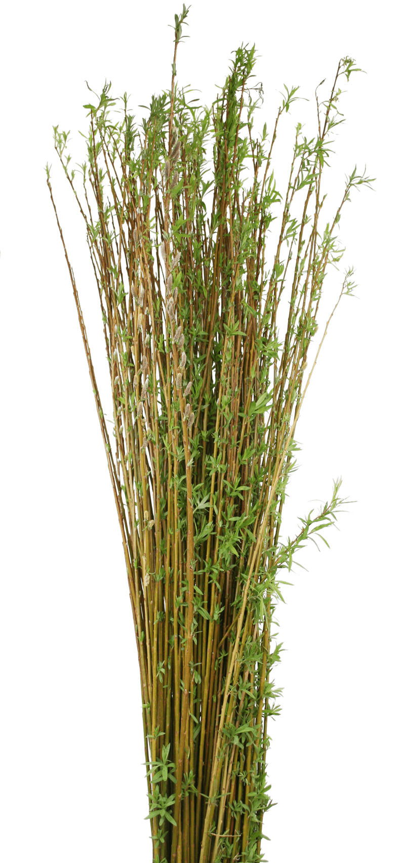 Choose suitable willow rods before planning the pattern