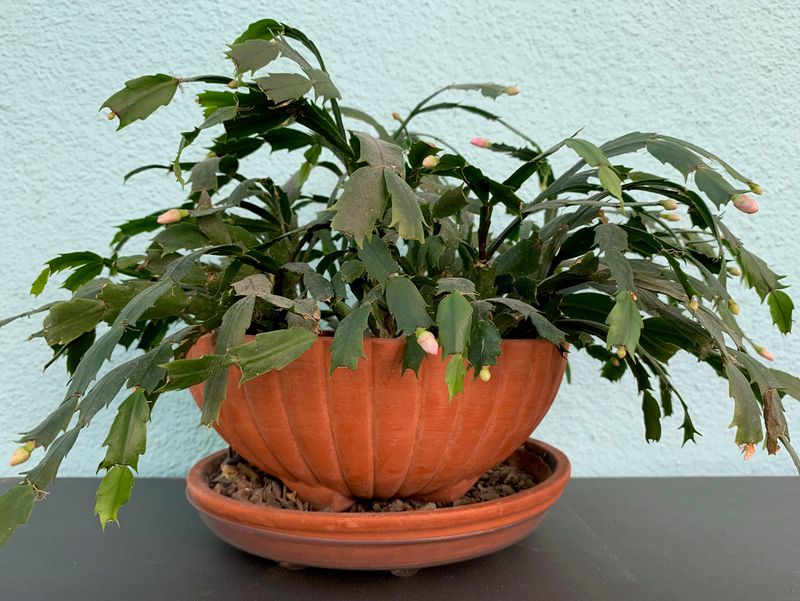 Good drainage protects this rainforest cactus
