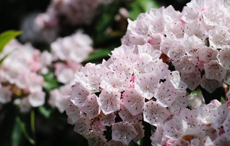 Mountain Laurel