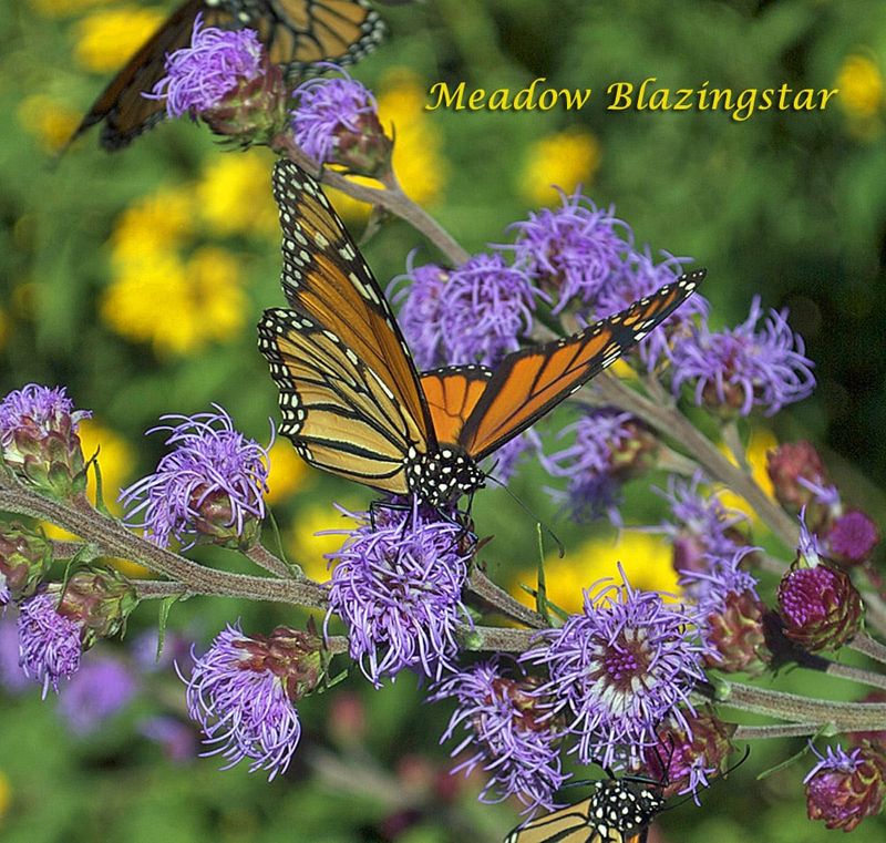 Blazing Star