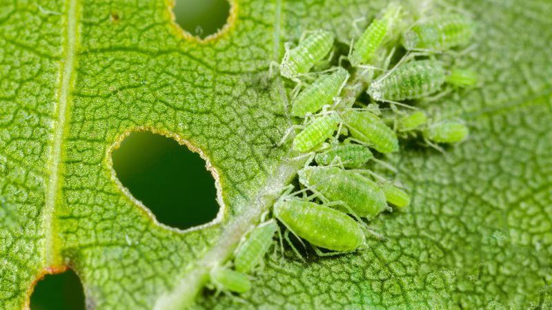 Why a Weekly Handful Cannot Serve as a Proven Aphid Treatment