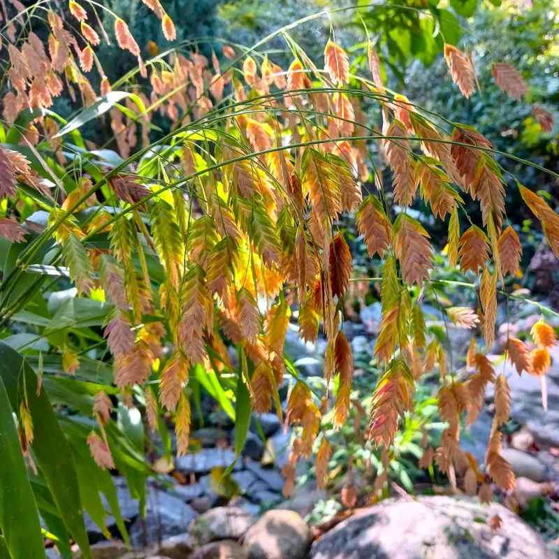 River Oats