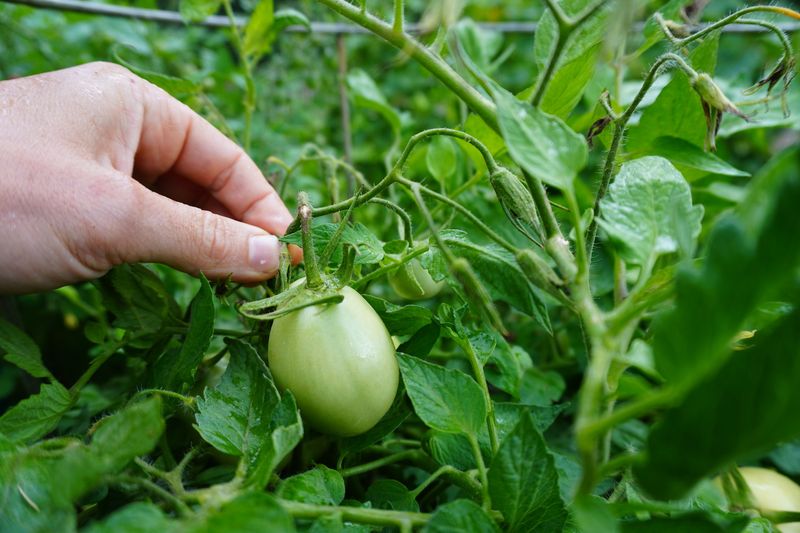 Strategically Top Indeterminate Vines in Colder Climates