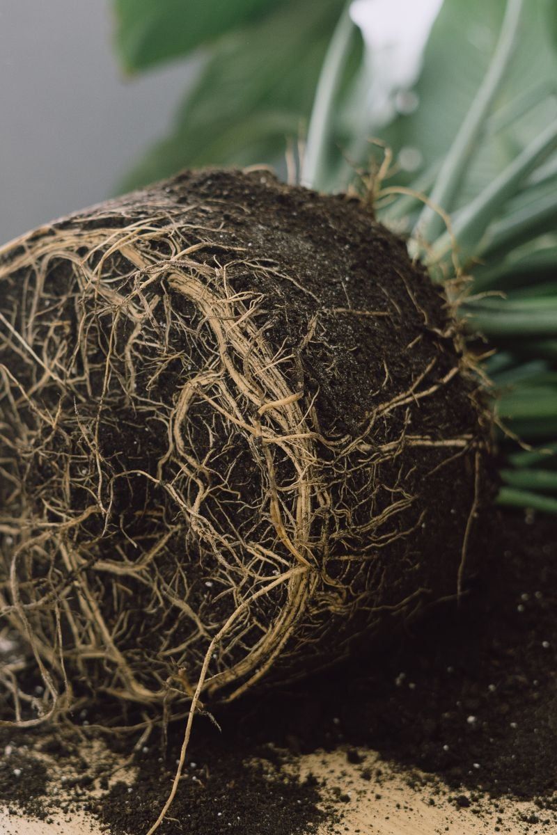 Why Root Rot Can Make a Wet Pot Look Thirsty