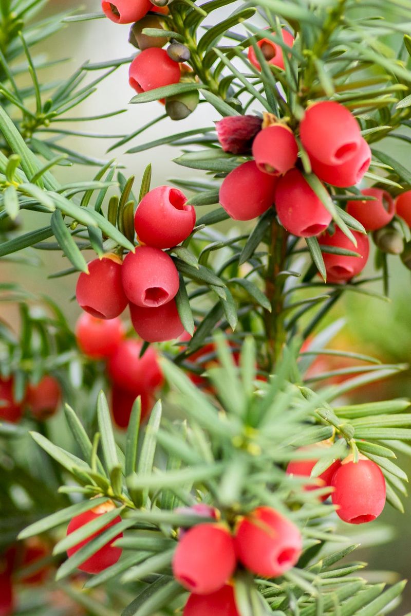 Yew