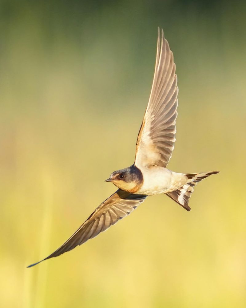 Swallows