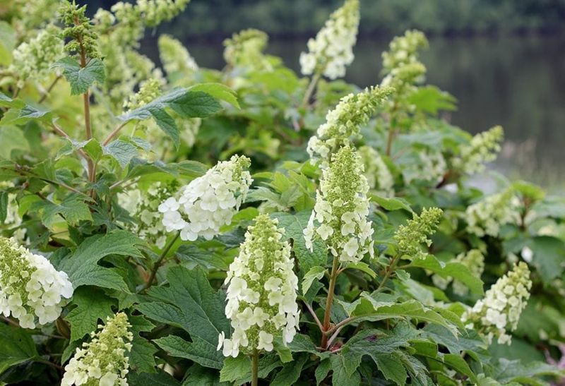 Healthy Leaves Can Hide Lost Flower Buds