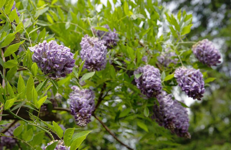 American Wisteria (Wisteria frutescens 'Amethyst Falls')
