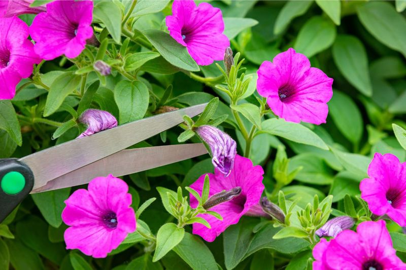 Insufficient Deadheading