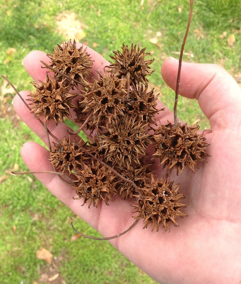 First Find Out Whether the Shoots Are Suckers or Seedlings