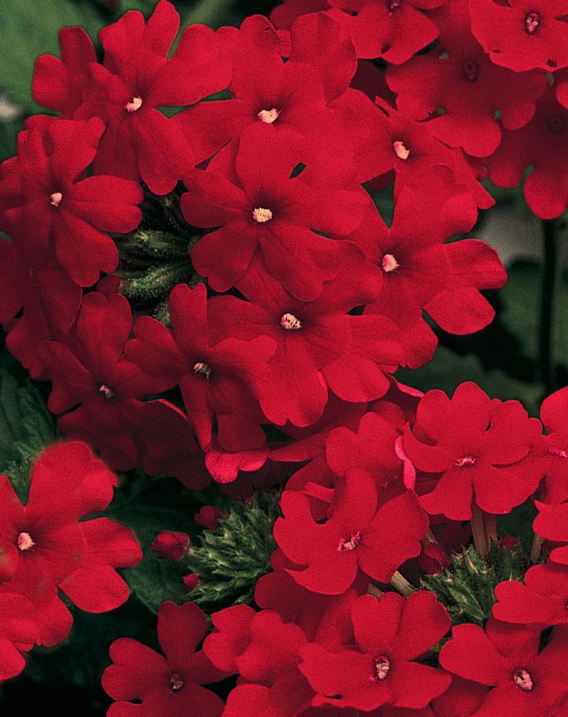 Superbena Verbena