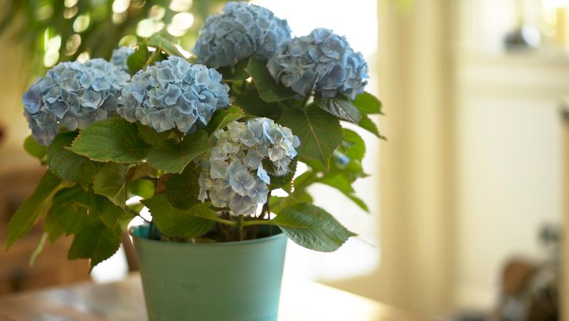 Hydrangea