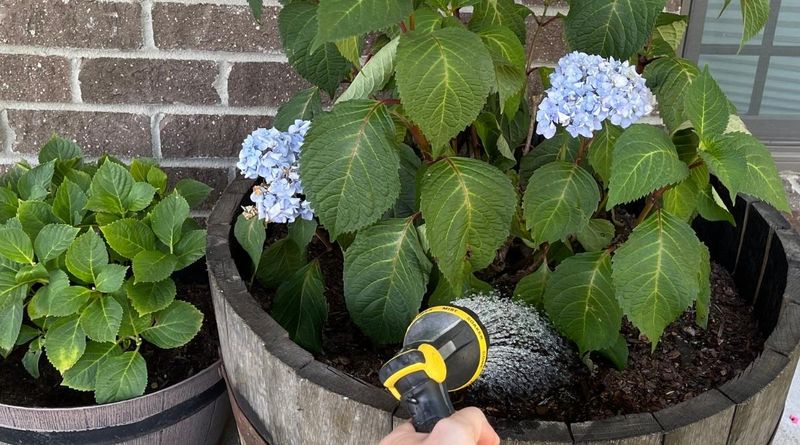 Watering the Leaves Instead of the Roots
