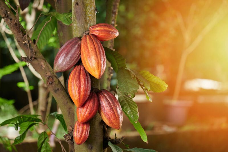 Chocolate (cacao)