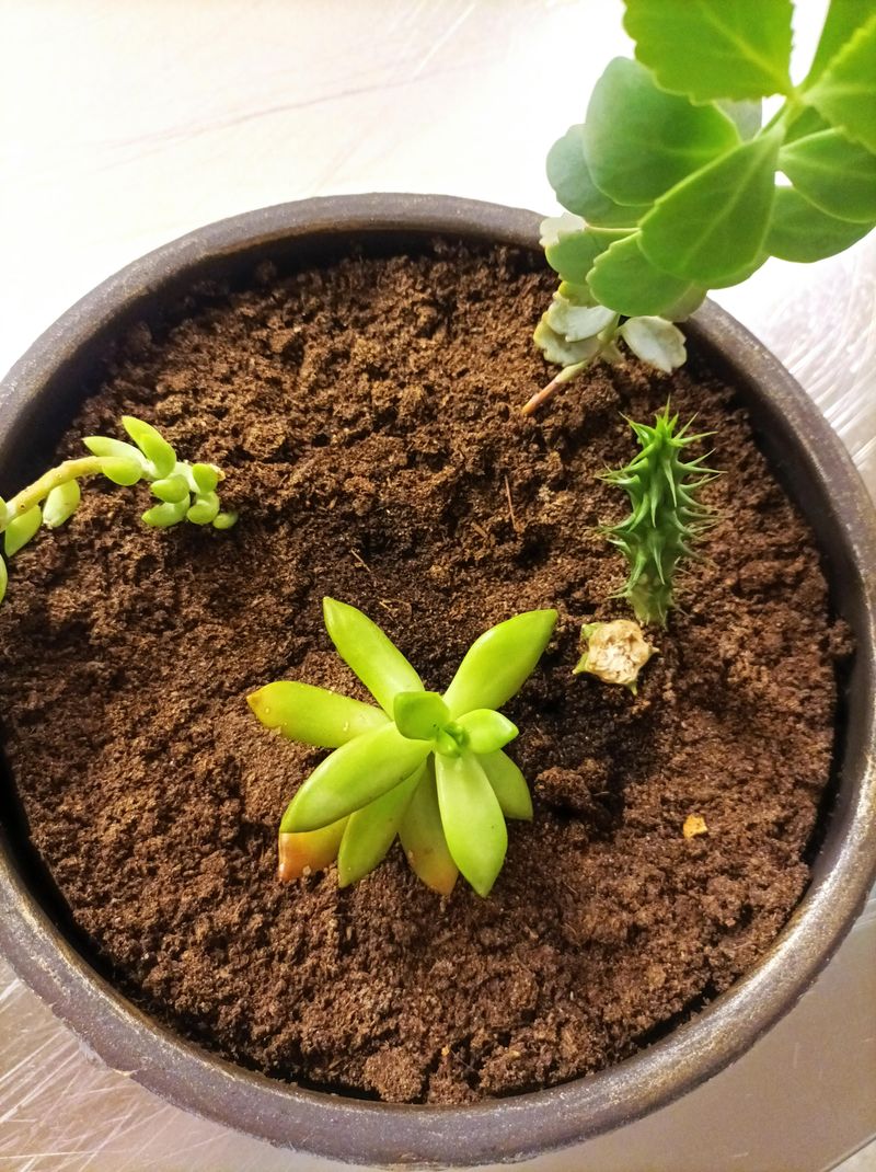 Soil Pulling Away From the Pot