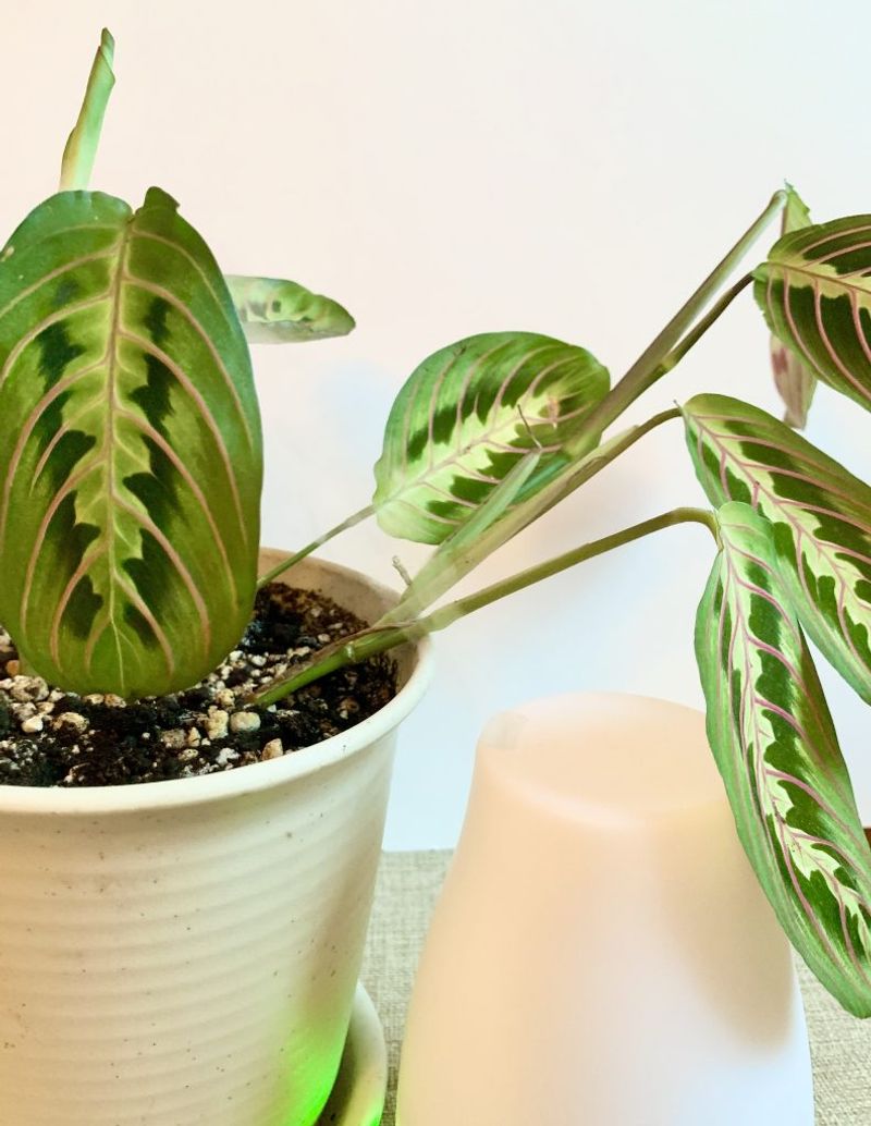 Ignoring Dry Indoor Air