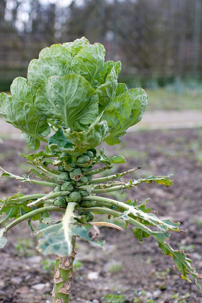 Removing the growing point can influence later sprout development