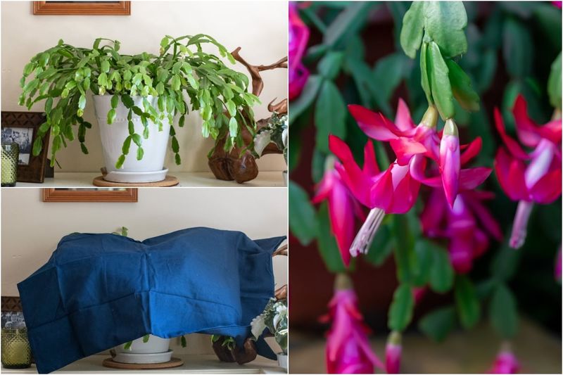 October can start the countdown, but it cannot set a guaranteed bloom date