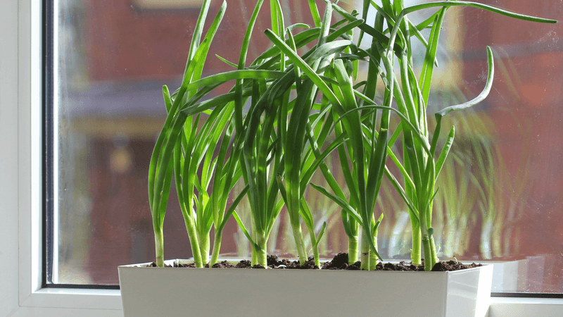 Make a region-aware planting decision
