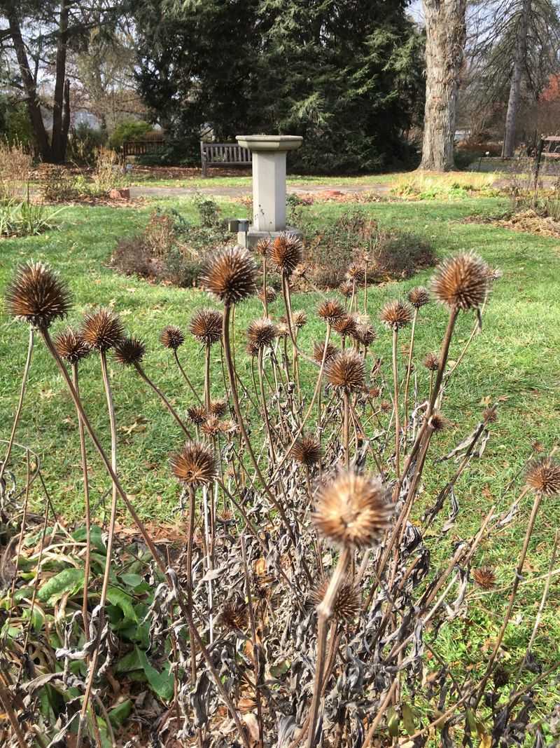 Minimize Threats in Your Yard