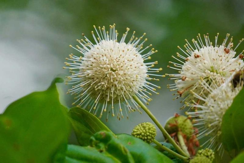 Buttonbush (Cephalanthus occidentalis)