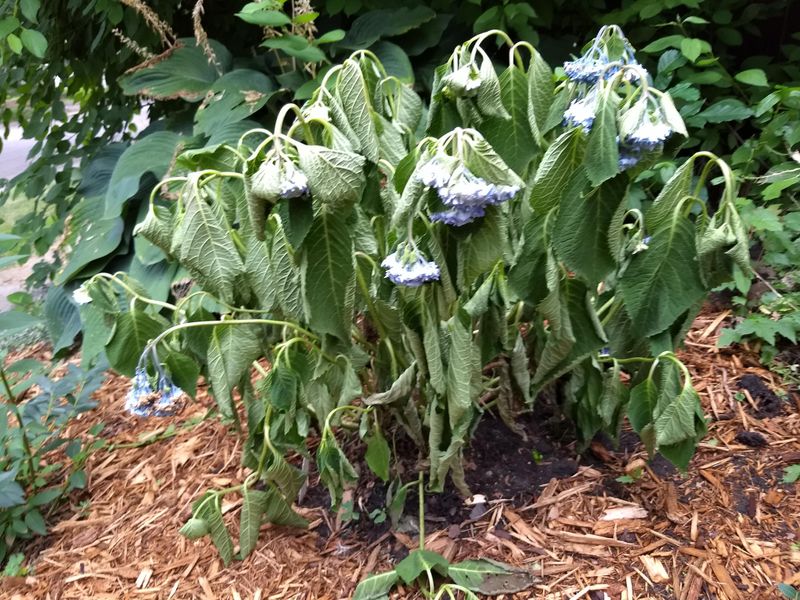 Transplant Shock From Summer Planting
